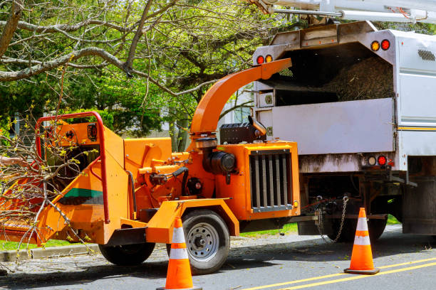 Best Tree Removal Services  in Westmont, NJ